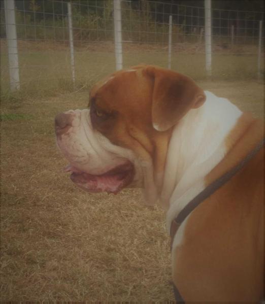 WCCF Gun Runner of RHB | American Bulldog 