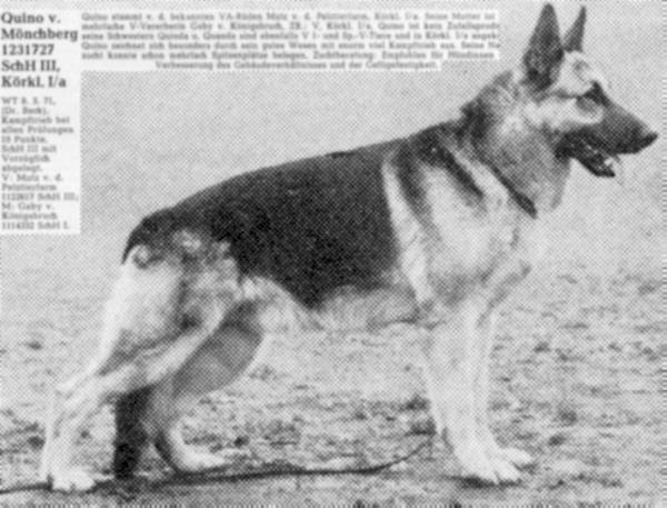 Quino vom Mönchberg | German Shepherd Dog 