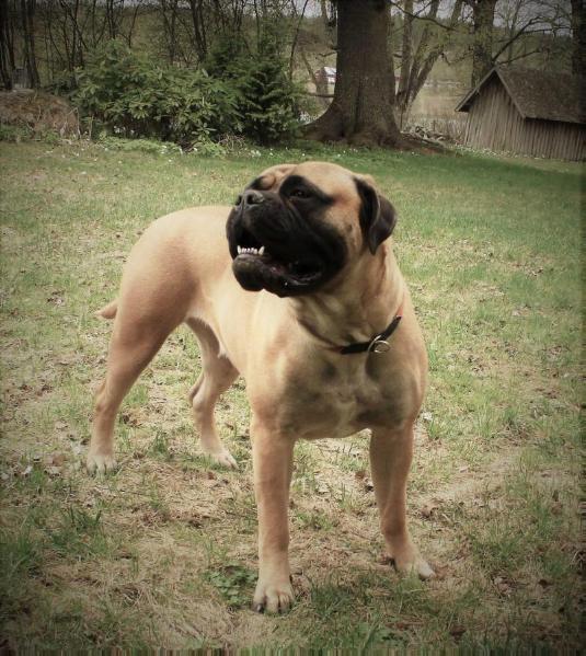 Legiona's Honey Hot Stuff | Bullmastiff 