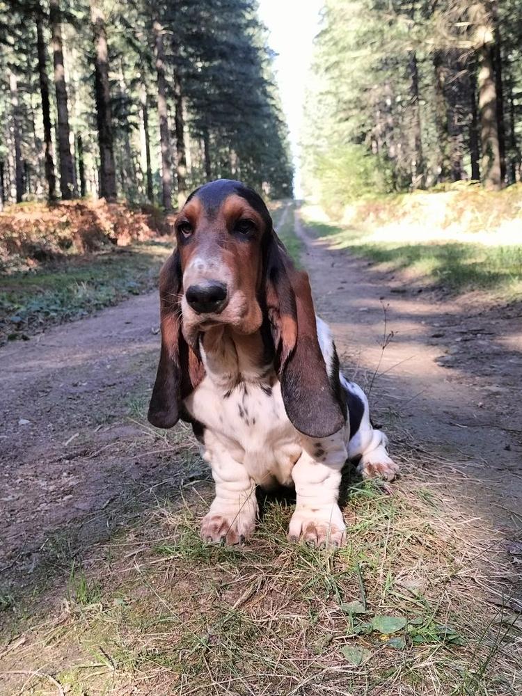 Sardaigne Du Cercle De Léma | Basset Hound 