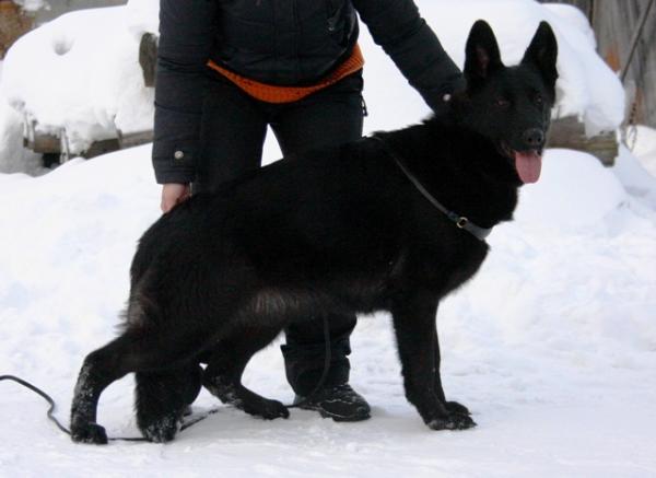 Lessi v. Nord Traum | German Shepherd Dog 