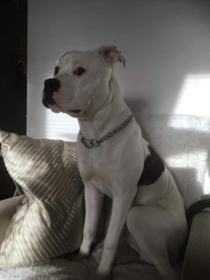 Titan’s Columbus | American Bulldog 