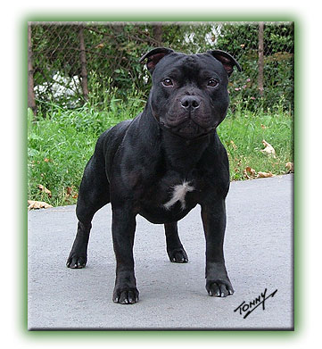 Jehtro Tull Daffodil Yellow | Staffordshire Bull Terrier 