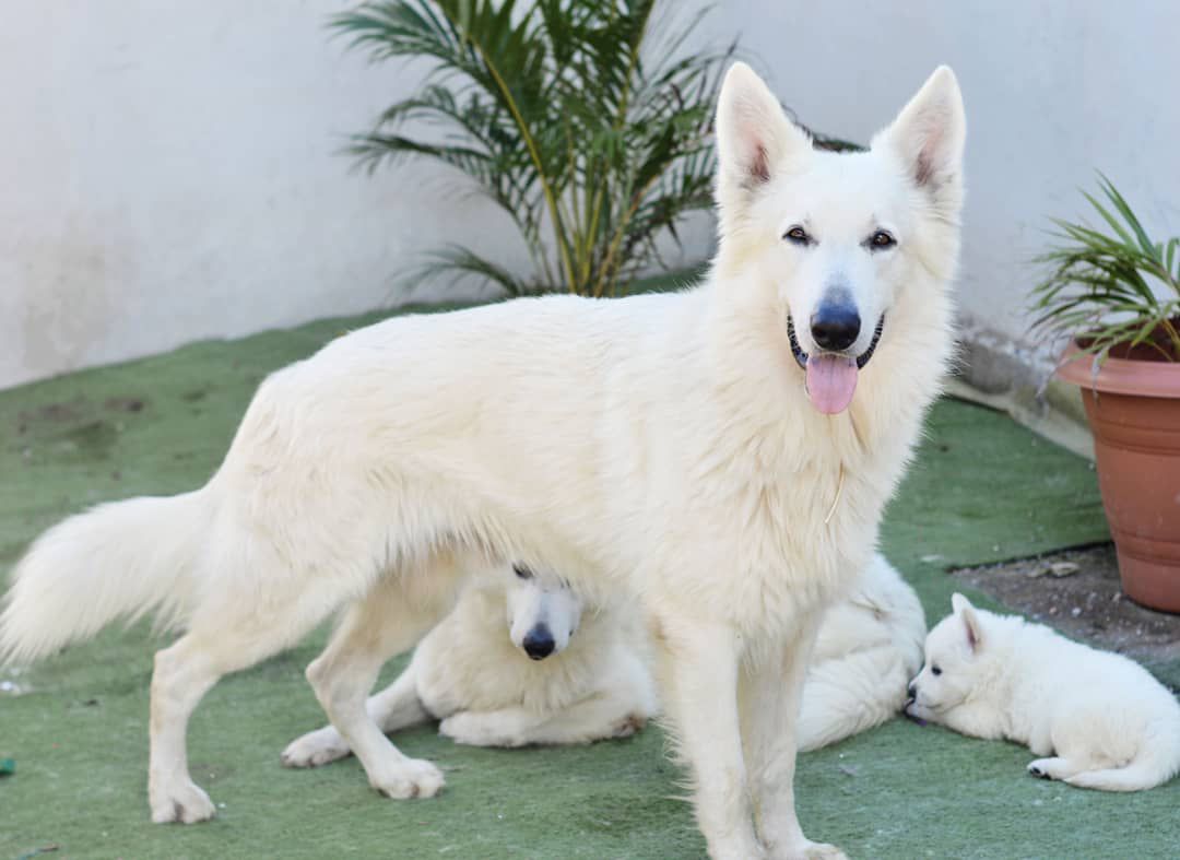 Bask da Estancia dos Coqueiros | White Swiss Shepherd Dog 