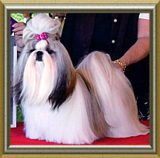 Beswicks Traditional Elegance | Shih Tzu 