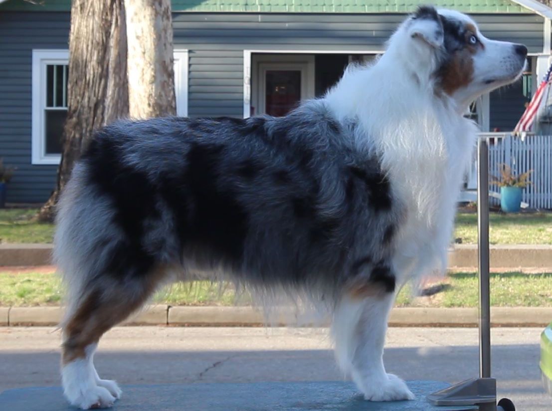 Gemfire's Dockside Dive | Australian Shepherd 