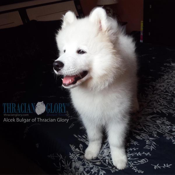 Alcek Bulgar of Thracian Glory | Samoyed 