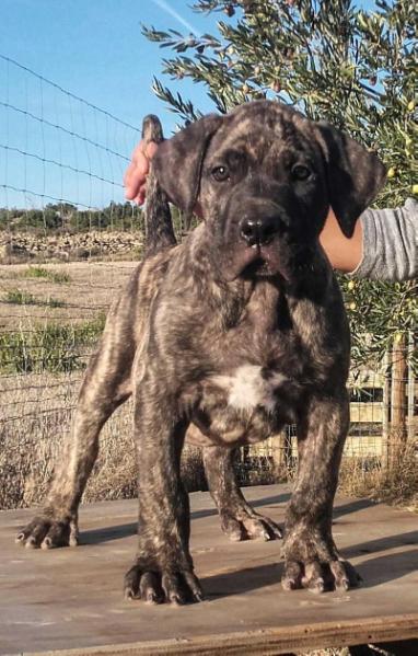 Ebano de Naraclan | Perro de Presa Canario 