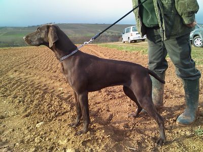 Cessy Vom Osterberg | German Shorthaired Pointer 