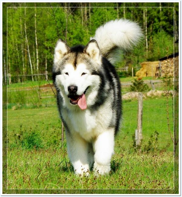 AMAGUK z Radockiej Góry | Alaskan Malamute 