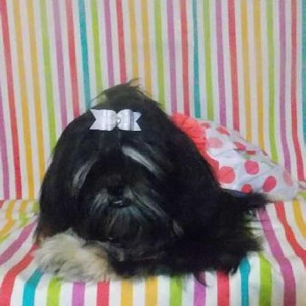 JiDu De Ida Best | Shih Tzu 