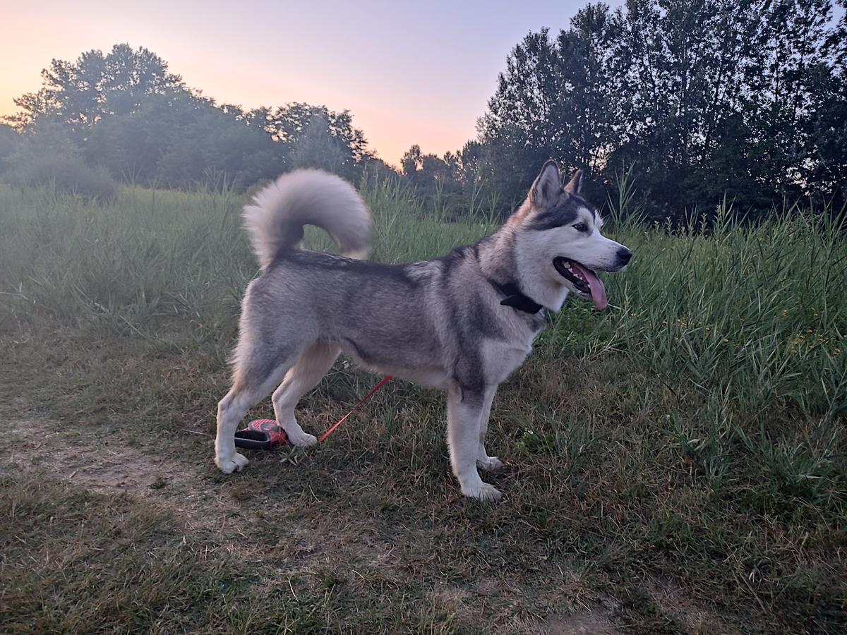 Onyx Amulet Stormyth | Alaskan Malamute 