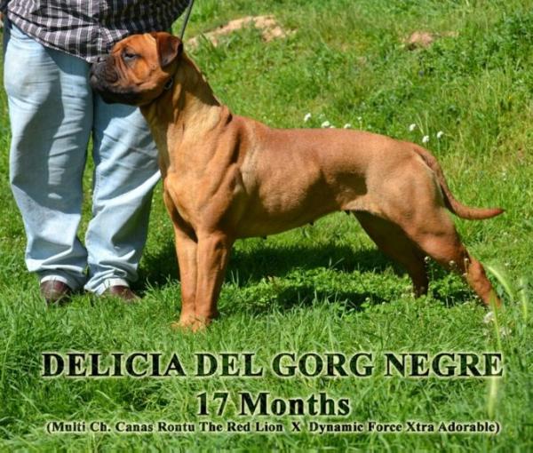 DELICIA DEL GORG NEGRE | Bullmastiff 
