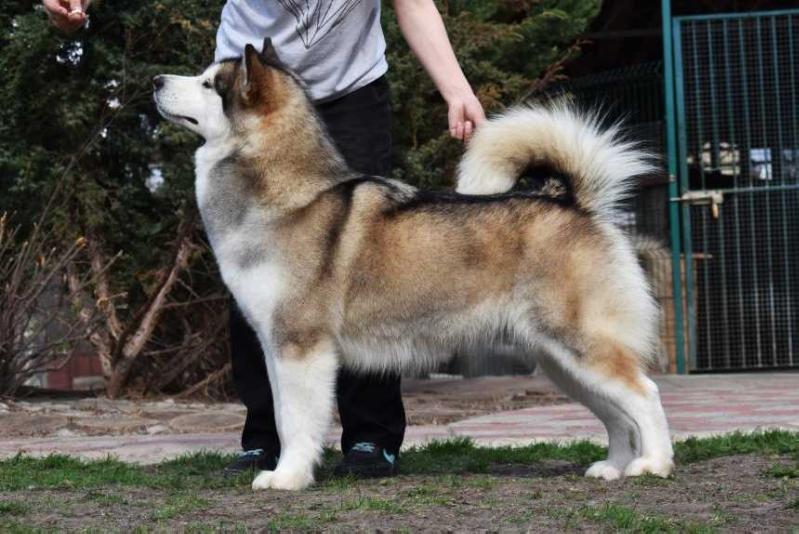 The Magician Blomberg | Alaskan Malamute 