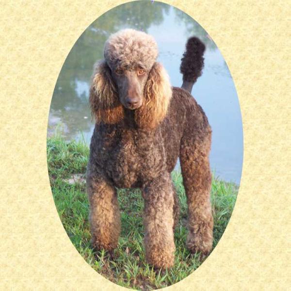 Stella Stunning Of Topntch | Poodle 