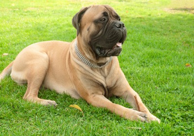 Doolittle of Variety | Bullmastiff 