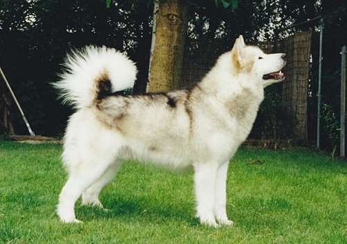 Storm Kloud's Hharvest Moon | Alaskan Malamute 