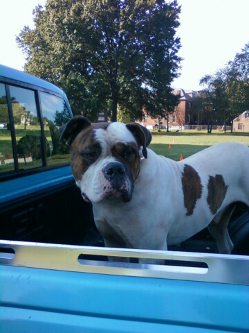 TITO SPITS FIRE | Alapaha Blue Blood Bulldog 