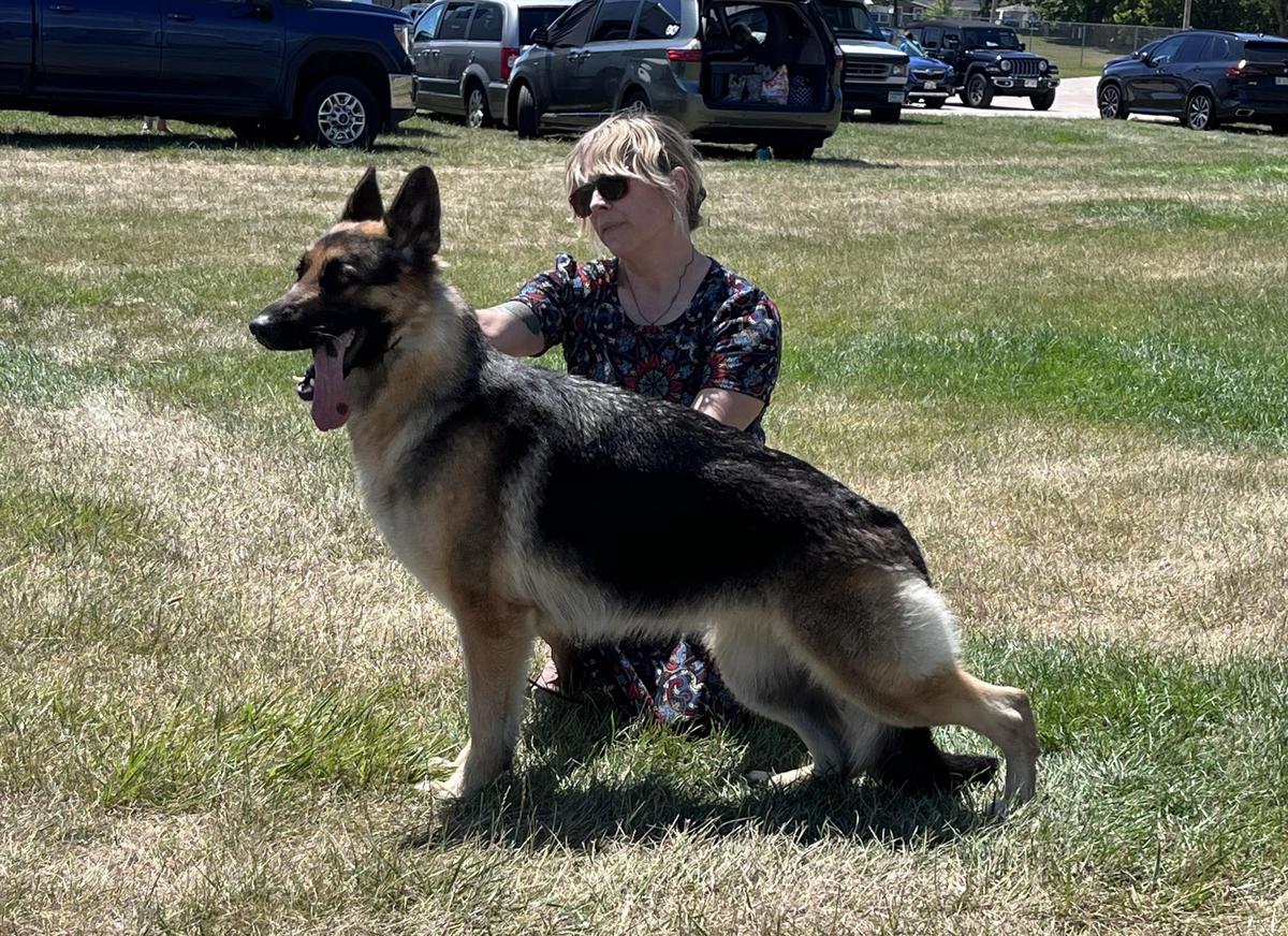 Lindenhill-Gracelyne Naughty v Steffca | German Shepherd Dog 