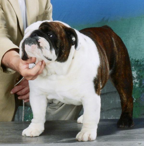 Delenclos Cherokee Milton | Bulldog 