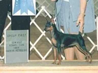 C's Mega Star Dust | Miniature Pinscher 