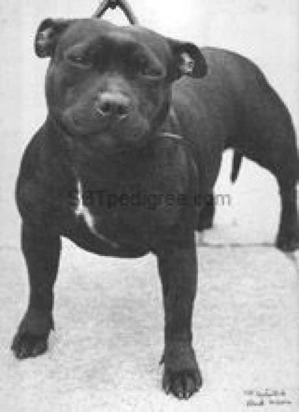 Ashstock Black Maria | Staffordshire Bull Terrier 