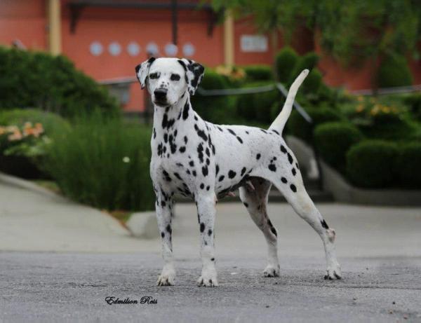 Korcula Lyondal Midnight Sin | Dalmatian 