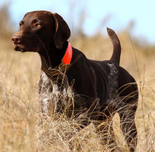 BHULISA BUSCH | German Shorthaired Pointer 