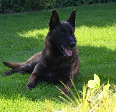 Filos les Bétulacées | Belgian Malinois 