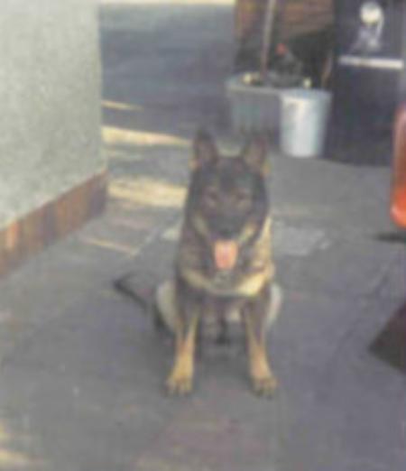 Tanja vom Sybillenhof | German Shepherd Dog 