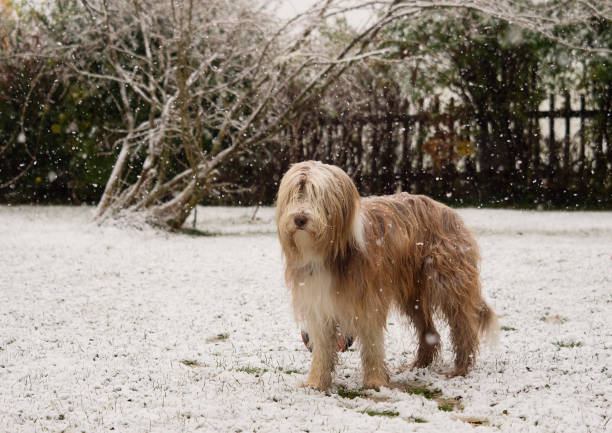 Bearded Collie