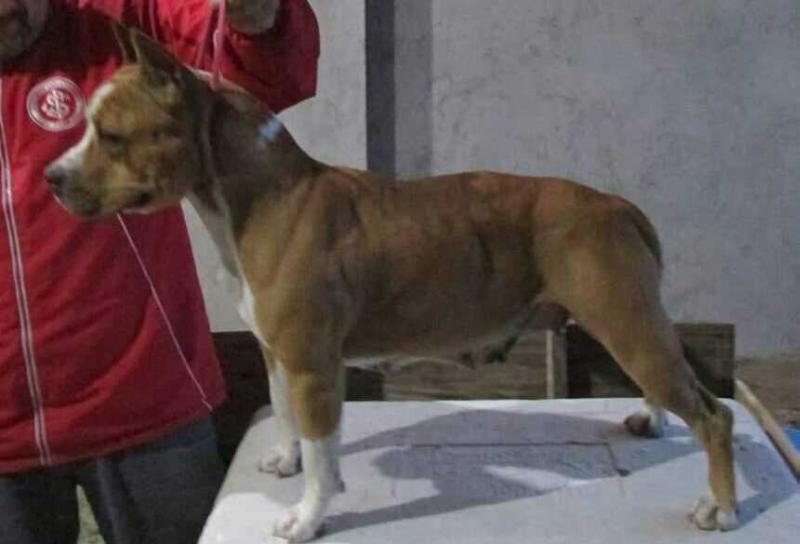 Sebastos &amp; South Arsenal Magic Beauty | American Staffordshire Terrier 