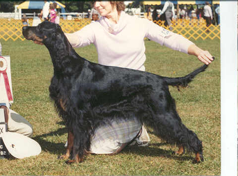 Tri-Sett Duchess of Ashran | Gordon Setter 