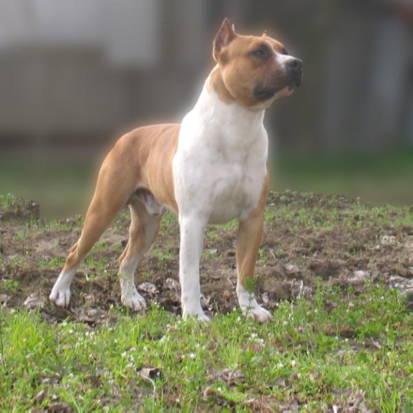 Lobotown Nico Golden Boy | American Staffordshire Terrier 