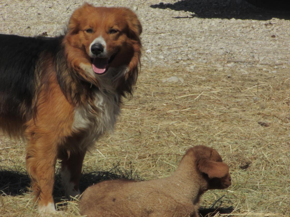 Barnards Texas Ranger | English Shepherd 