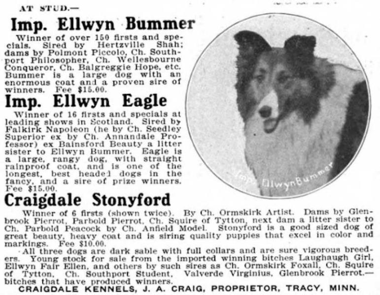 Ellwyn Bummer 148917 | Rough Collie 