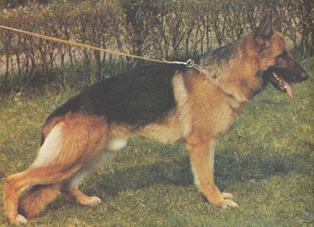 Lido del Catone | German Shepherd Dog 