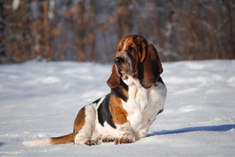 Barnside Colombo-bo of the Ozark | Basset Hound 