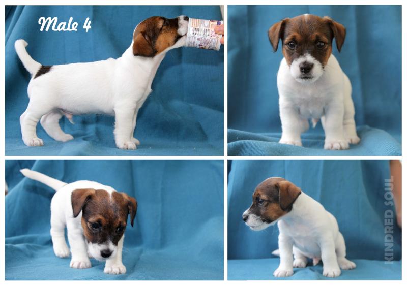 Kindred Soul Opus N 4 | Jack Russell Terrier 