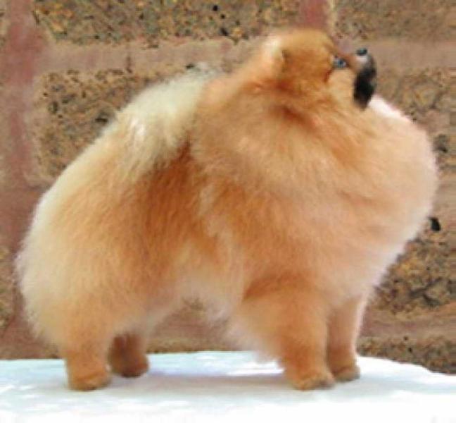 Briterstar's Chip-A-Way's Romeo | Pomeranian 