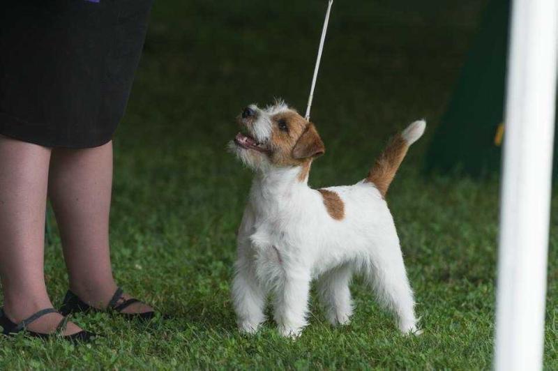 Hunter's Moon Gem Twist | Jack Russell Terrier 