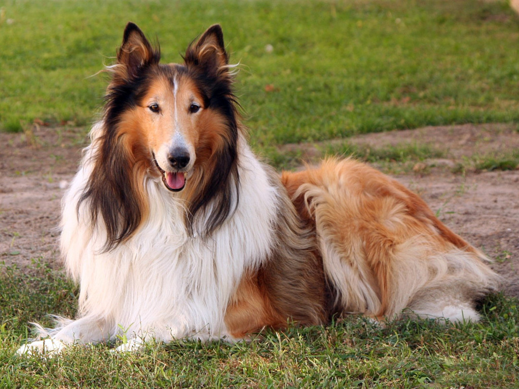 Collie