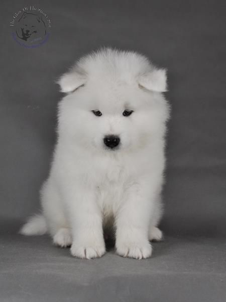 ODIN MOMO The Glow Of The Snowy Star | Samoyed 