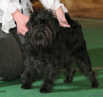 Imrun's Theodore Roosevelt | Affenpinscher 