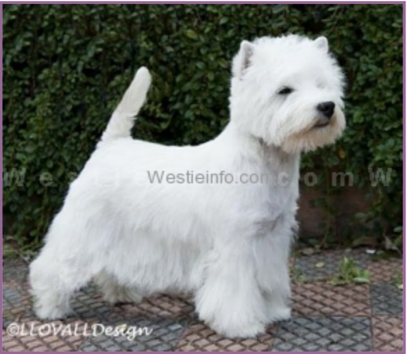 Krisma Wagamama | West Highland White Terrier 
