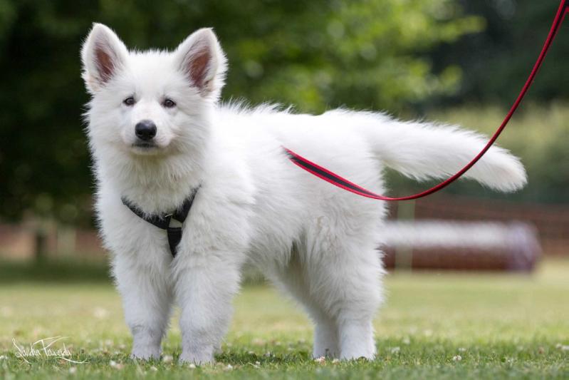 Qanuk White Kind of Wonder | White Swiss Shepherd Dog 