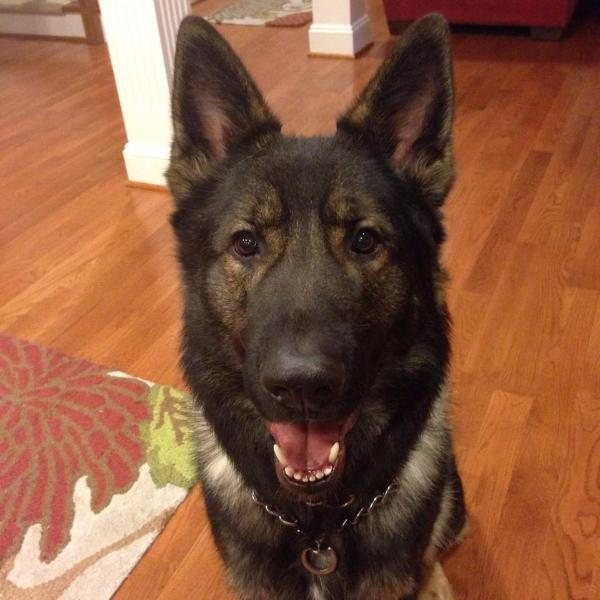 Bruce vom Haus Morrisson | German Shepherd Dog 