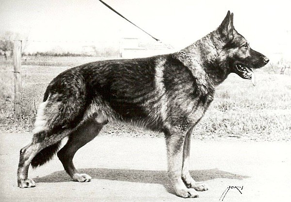 Condor vom Marderpfahl | German Shepherd Dog 