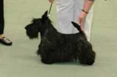 LOMONDVIEW DICKENS | Scottish Terrier 