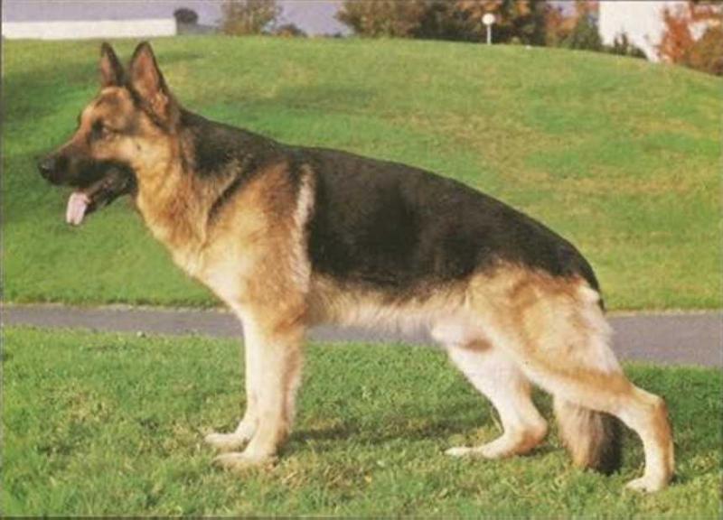 Onex von Batu | German Shepherd Dog 